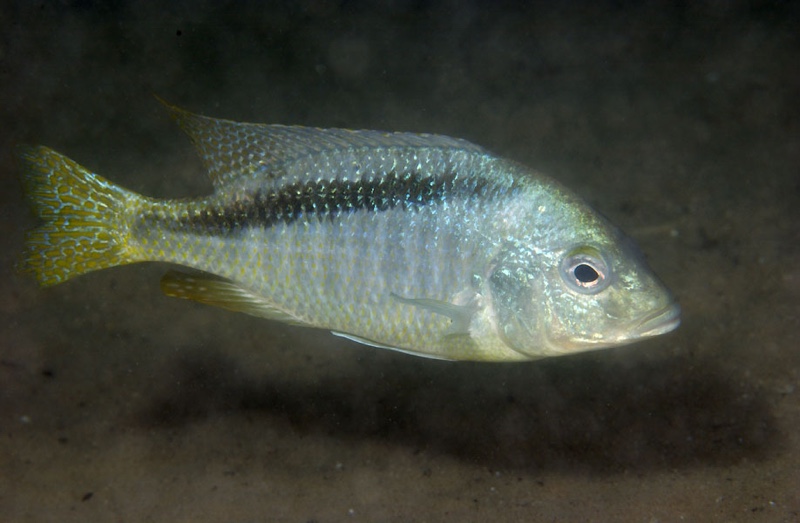Mylochromis anaphyrmus 'Otter Island'